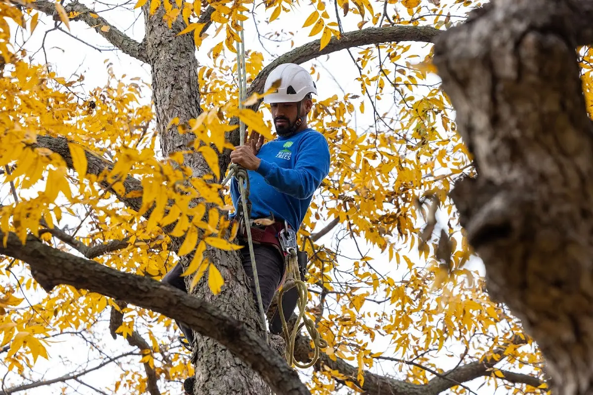 Skilled Tree Trimming crew working in Anselmo